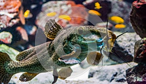 Funny closeup of a giraffe catfish opening its mouth, tropical fresh water fish specie from Africa