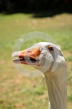 Funny closeup image of the head of a giggling and gaggling white goose showing its tongue