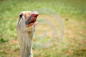Funny closeup image of the head of a giggling and gaggling white goose showing its tongue