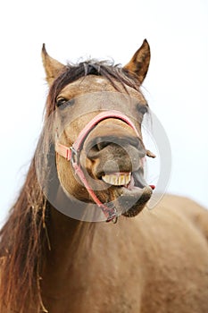 Funny closeup portrait of morgan mare head and nose