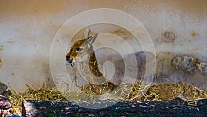 Funny closeup of a vicuna laying in hay, mountain animal from the Andes of Peru, Specie related to the camel and alpaca