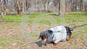 Funny clumsy dachshund puppy in an old stretched t-shirt walks in the park on a leash, constantly stepping on the long