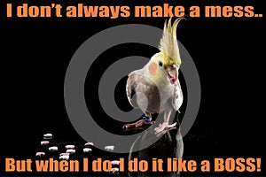 Funny Cockatiel Quote, cute parrot meme, eating small hearts, parrot eating heart shaped food