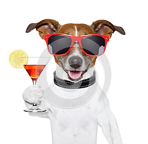 Funny cocktail dog