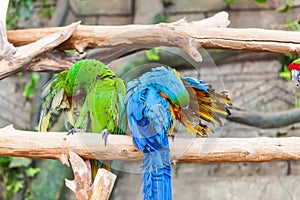 Funny colored large macaws pair Parrots Ara