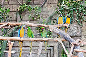 Funny colored large macaws pair Parrots Ara