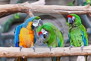 Funny colored large macaws pair Parrots Ara