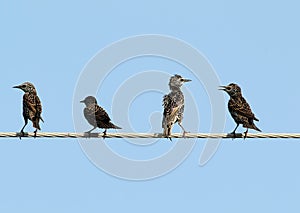 Funny Common starlings on electrical wire unusual view