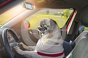 Funny conceptual photo about autonomous driving, a pug dog at the wheel, wearing a striped sweater