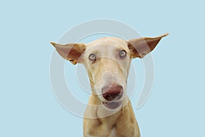 Funny confused or disconfort dog expression with big  ears flattening. Isolted on blue background