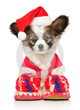 Funny Continental Toy Spaniel puppy in Christmas hat