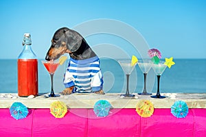 Funny cool dachshund dog drinking cocktails at the bar in a beach club party with ocean view