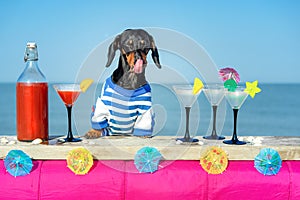 Funny cool dachshund dog drinking cocktails, licked, at the bar in a beach club party with ocean view