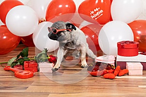 A funny cool pug with glasses celebrates Valentine's Day among red and white balls with a bunch of gifts. Pets and