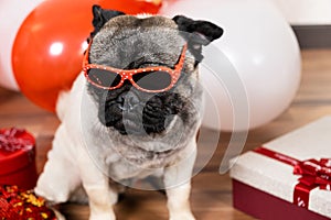 A funny cool pug with glasses celebrates Valentine's Day among red and white balls with a bunch of gifts. Pets and