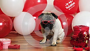 A funny cool pug with glasses celebrates Valentine's Day among red and white balls. Pets and holidays.