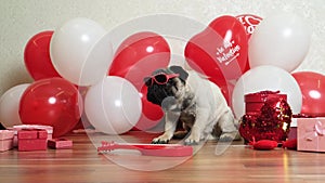A funny cool pug with glasses celebrates Valentine's Day among red and white balls. Pets and holidays.