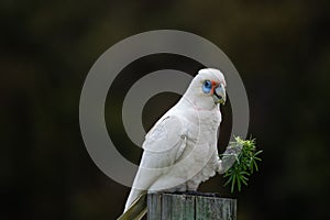 Funny corella (Licmetis) on a bar fence with a plant leave on its mouth