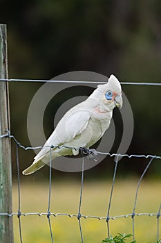 Funny corella (Licmetis) on a bar fence with a plant leave on its mouth