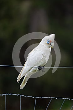 Funny corella (Licmetis) on a bar fence with a plant leave on its mouth