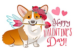 Funny corgi dog dressed as Cupid, with angel wings, rose flower wreath on head, heart arrow in mouth. Valentine`s day, love, pets