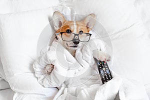 Funny corgi dog in glasses laying in bed, relaxing, yawning, smiling, watching tv, feeling bored and relaxed in a day off