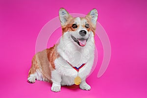 Funny Corgi dog with a gold medal of the winner of the show hanging on the neck smiles with tongue out on a bright pink background