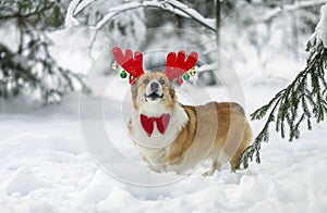 Funny corgi dog puppy in red santa reindeer masquerade horns is standing in the New Year`s park in the snow
