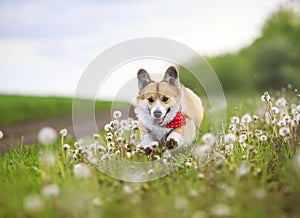 Corgi dog puppy is running merrily through a blooming meadow with white fluffy dandelions