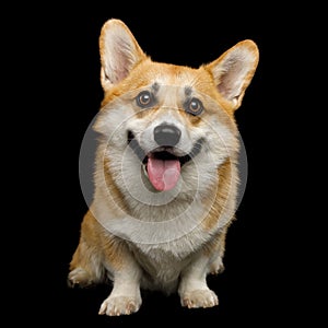 Funny corgi pembroke in studio in front of black background