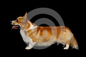 Funny corgi pembroke in studio in front of black background