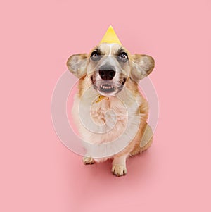 Funny corgi puppy dog celebrating birthday, carnival, anniversary wearing a yellow party hat. Isolated on pink pastel background
