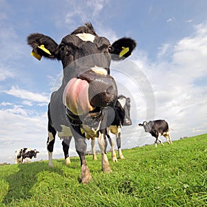 Funny cow