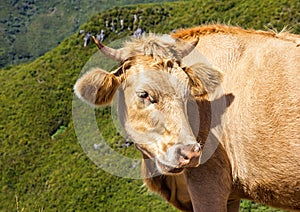Funny cow animal in green landscape of Madeira island