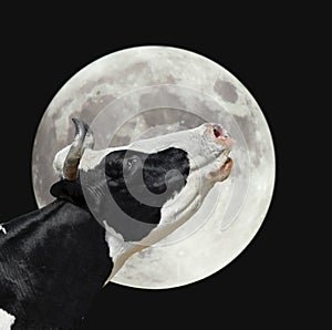 Funny cow on the background of large bright moon. A black and white cow moans at the moon.