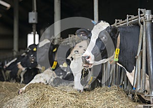 Funny cow at farm looking at camera