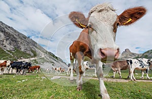 Funny cow on the field. Composition with animal on the farm in the Dolomite Alps, Italy.