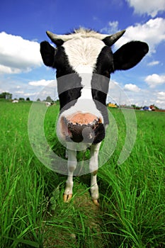 Funny cow in green field