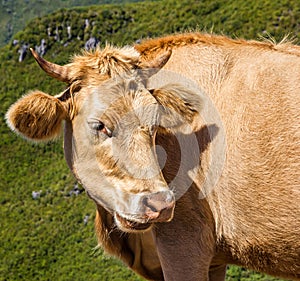 Funny cow on green meadow, Madeira