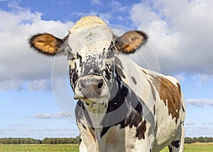 Funny cow head red and brown mottled and freckled, looking calm and friendly, a blue clouded background