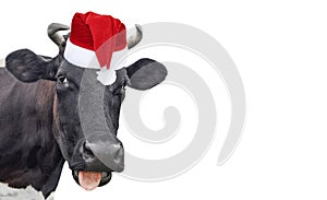 Funny cow isolated in Christmas hat. Black cow portrait isolated on white. Farm animals