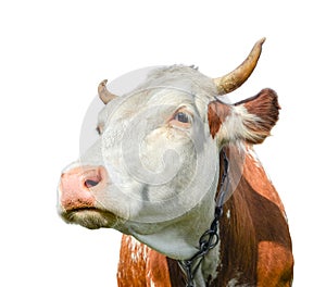 Funny cow looking aside isolated on white background. Spotted red and white cow with a big snout close up.