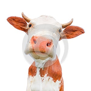 Funny cow looking at the camera isolated on white background. Spotted red and white cow with a big snout close up.