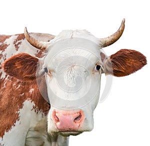 Funny cow looking at the camera isolated on white background. Spotted red and white cow with a big snout close up.