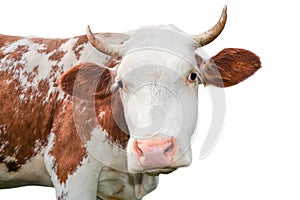 Funny cow looking at the camera isolated on white background. Spotted red and white cow with a big snout close up. Cow portrait cl
