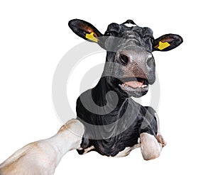 Funny cow lying isolated on a white background. Black and white cow close up. Farm animal.