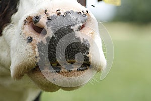 Funny cow nose