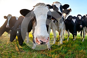 Funny cow on pasture close up