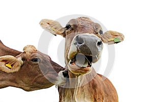 Funny cow photo. A cow stuffs another cow and this one screams Muh