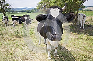 Funny cow portrait